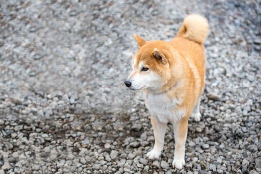 Japanese Shiba Inu dog in public park with shallow depth of field,japan 
