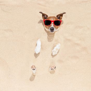 jack russell dog  buried in the sand at the beach on summer vacation holidays , wearing red sunglasses