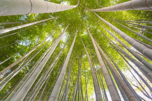 The uprisen angle of bamboo forest with glorious morning sunshine in Kyoto,Japan
