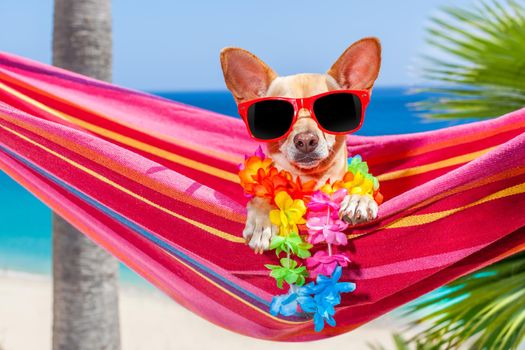 chihuahua dog relaxing on a fancy red  hammock with sunglasses in summer vacation holidays at the beach under the palm tree