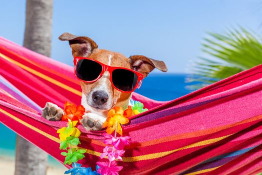 jack russell dog relaxing on a fancy red  hammock with sunglasses in summer vacation holidays at the beach under the palm tree
