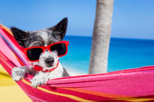 black terrier dog relaxing on a fancy red  hammock with sunglasses in summer vacation holidays at the beach under the palm tree