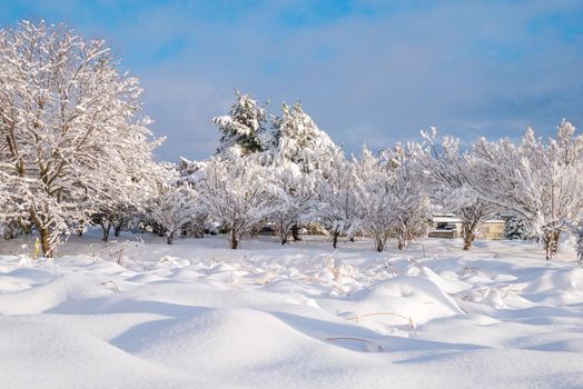 Fresh white snow fall at public park in winter season at Kawaguchiko,Japan