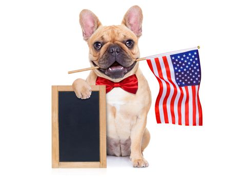 french bulldog  waving a flag of usa on independence day on 4th  of july , isolated on white background,  holding a blank and empty blackboard