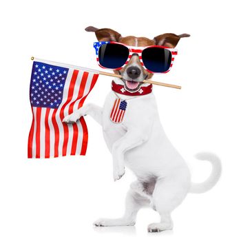 jack russell dog  holding a flag of usa on independence day on 4th  of july , with mouth , isolated on white background,, wearing american sunglasses