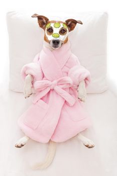 jack russell dog relaxing  and lying, in   spa wellness center ,getting a facial treatment with  moisturizing cream mask and cucumber