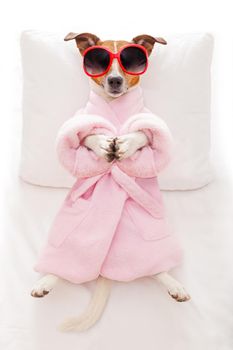 jack russell dog relaxing  with a prayer yoga pose with paws, in a spa wellness center, wearing a  bathrobe and sunglasses