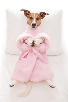 jack russell dog relaxing  with a prayer yoga pose with paws, in a spa wellness center, wearing a  bathrobe