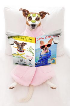 jack russell dog relaxing  and lying, in   spa wellness center ,getting a facial treatment with  moisturizing cream mask and cucumber, while  reading a magazine or newspaper