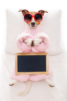 jack russell dog relaxing  with a prayer yoga pose with paws, in a spa wellness center, wearing a  bathrobe and sunglasses, holding an empty blank placard or blackboard