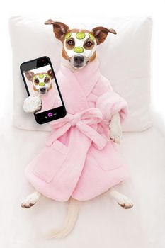 jack russell dog relaxing  and lying, in   spa wellness center ,getting a facial treatment with  moisturizing cream mask and cucumber, while taking a selfie with smartphone