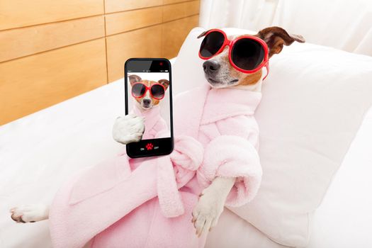 jack russell dog relaxing  and lying, in   spa wellness center ,wearing a  bathrobe and funny sunglasses, while making a selfie with smartphone