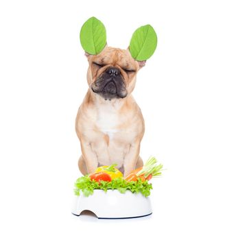 french bulldog  dog with a vegan vegetarian healthy  food bowl, isolated on white background