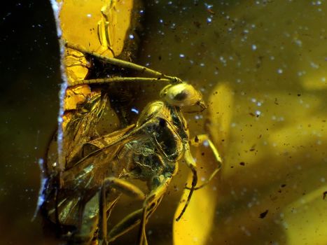 Amber with embedded fly