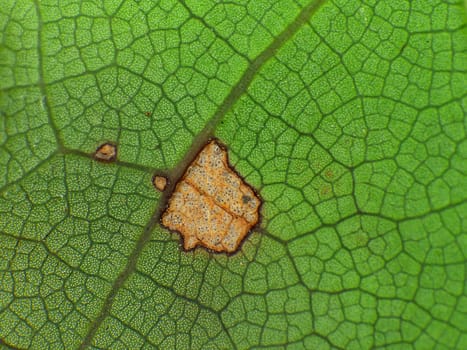 green leaf with dead cells