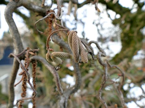 Hazelnut blossom in Germany in wintertime