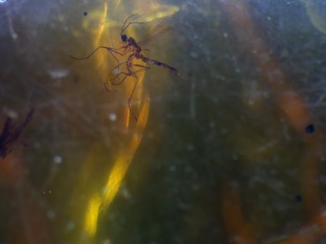 Amber with embedded fly