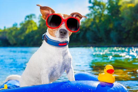 jack russell dog sitting on an inflatable  mattress in water by the  sea, river or lake in summer holiday vacation , rubber plastic toy included