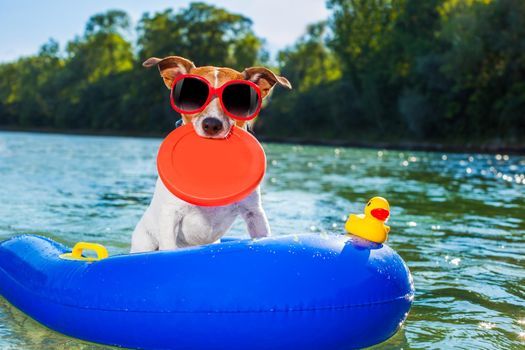 jack russell dog sitting on an inflatable  mattress in water by the  sea, river or lake in summer holiday vacation , rubber plastic toy included