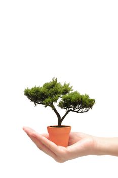 Hand holding bonsai tree in small pot on white background. Eco friendly world environment and growth concept