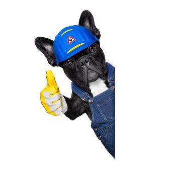 handyman dog worker with helmet and thumb up , ok and agree,  ready to repair, fix everything at home, isolated on white background
