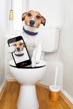 jack russell terrier, sitting on a toilet seat with digestion problems or constipation looking very sad, taking a selfie