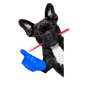 french bulldog dog holding toothbrush with mouth at the dentist or dental veterinary, isolated on white background, thumb up