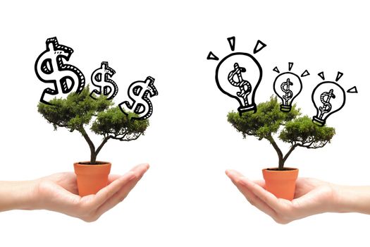 Business woman exchange idea tree and money tree on white background.Photo design for smart business, business idea and Financial growth concept.