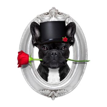 valentines  french bulldog dog in love holding a rose with mouth , isolated on white background inside a frame of silver wood