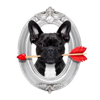 valentines french bulldog dog in love holding a cupids arrow with mouth in a retro wood frame isolated on white background
