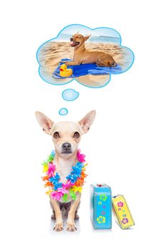chihuahua dog thinking about the summer vacation holidays at the beach, isolated on white background, ready with luggage and bags to depart