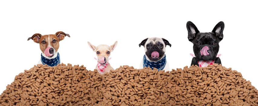 big row or group of hungry dogs behind a big mound of food , ready to eat lunch , isolated on white background