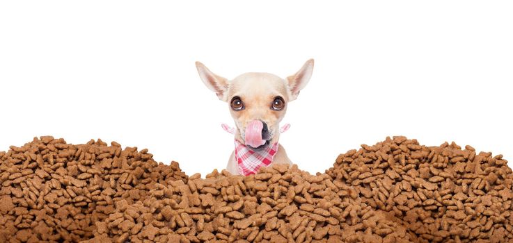 hungry chihuahua dog behind a big mound or cluster of food ,  isolated on white background