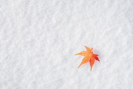 Colourful maple leave falling on fresh white snow ice at public park in Tokyo,Japan
