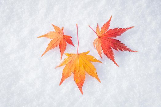 Colourful maple leave falling on fresh white snow ice at public park in Tokyo,Japan