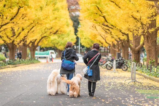 Tourists at Meiji Jingu Gaien in Tokyo, Japan.Meiji Jingu Gaien that has beautiful Ginkgo along the lenght of the street famous for autumn spot in Tokyo,Japan