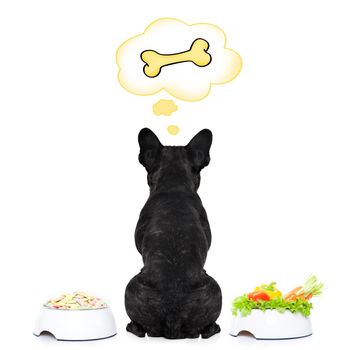 hungry  french bulldog dog thinking about the choice between food bowl, vegan bowl or  a big bone , in  speech bubbles, isolated on white background