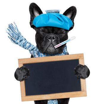 french bulldog dog  with  headache and hangover with ice bag or ice pack on head, eyes closed suffering , isolated on white background, holding  blank banner , blackboard, or placard