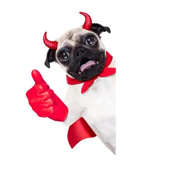 halloween devil pug dog  hiding behind white empty blank  banner or placard ,thumb up ,isolated on white background