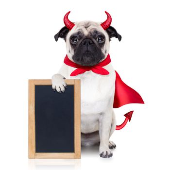 halloween devil pug dog  hiding behind white empty blank  blackboard or placard , isolated on white background
