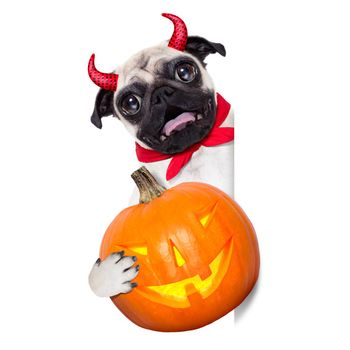 halloween devil pug dog  hiding behind white empty blank  banner or placard ,holding a pumpkin, isolated on white background