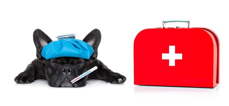 french bulldog dog  with  headache and hangover with ice bag or ice pack on head, eyes closed suffering , first aid kit beside,  isolated on white background