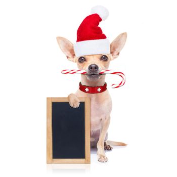 chihuahua santa claus dog behind a blank empty placard or blackboard, for christmas , isolated on white background