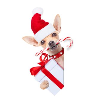 chihuahua santa claus dog behind a blank empty placard or banner,  for christmas , isolated on white background