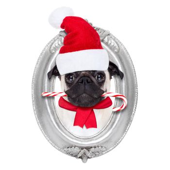 pug dog as santa claus with sugar candy cane for christmas holidays, looking out of frame on the wall, isolated on white background