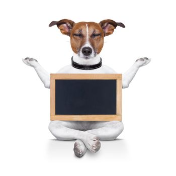 yoga dog posing in a relaxing pose with both arms open and closed eyes,while holding a blank empty placard or blackboard,  isolated on white background