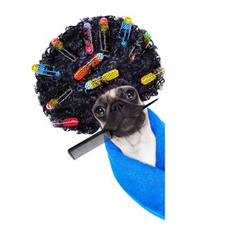 pug dog  with hair rulers  and afro curly wig  hair at the hairdresser  behind a blank empty placard or banner, isolated on white background