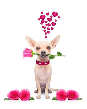 pug chihuahua dog, staring at you   , with a valentines rose in mouth,  isolated on white background