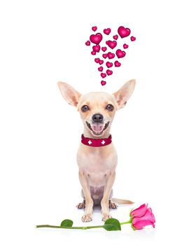 pug chihuahua dog, staring at you   , with a valentines rose on floor,  isolated on white background