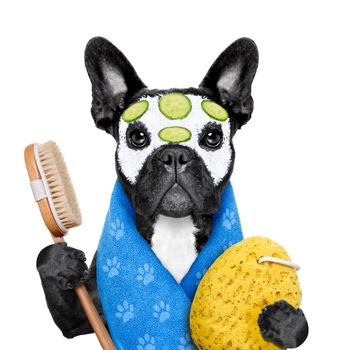 french bulldog dog relaxing  with beauty mask in   spa wellness center ,getting a facial treatment with  moisturizing cream mask and cucumber , sponge and brush, isolated on white background